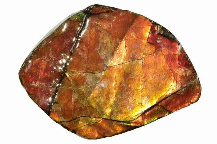 Iridescent Ammolite (Fossil Ammonite Shell) - Alberta, Canada #222686